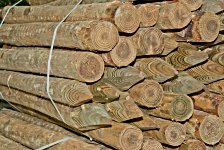 Round Pointed Fencing Stakes