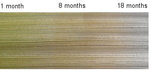 Colour Progression of Tanalised Timber