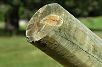 Square Cut / Bevelled Top Stake